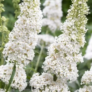 Budleja dávidova WHITE PROFUSION kv