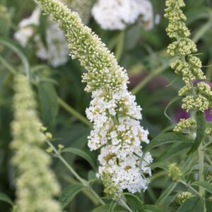 Budleja dávidova WHITE PROFUSION kv3
