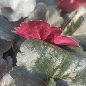 Heuchera villosa carnival HIP HIP HOORAY kv