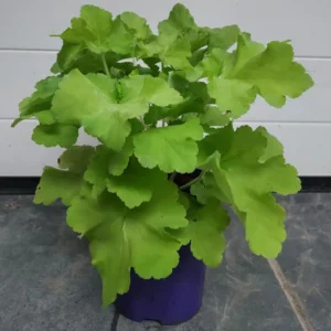Heuchera villosa carnival LIME kv2