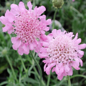 Hlaváč PINK MIST kv2