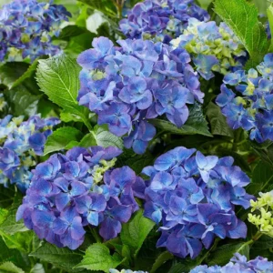 Hortenzia Kalinolistá BLACK STEEL BLUE kv