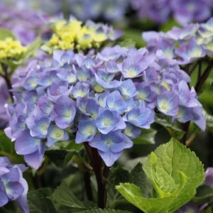 Hortenzia Kalinolistá BLACK STEEL BLUE kv2