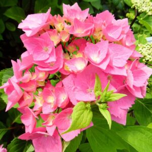 Hortenzia Kalinolistá BLACK STEEL PINK kv