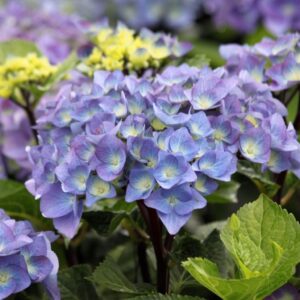 Hortenzia Kalinolistá BLACK STEEL PURPLE kv3