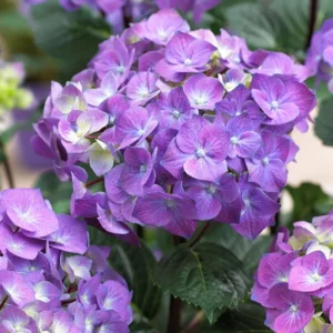 Hortenzia Kalinolistá BLACK STEEL PURPLE kv4