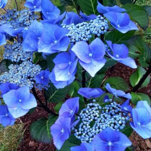 Hortenzia Kalinolistá ZORRO BLUE kv