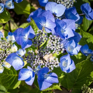 Hortenzia Kalinolistá ZORRO BLUE kv2