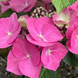Hortenzia Kalinolistá ZORRO PINK kv2