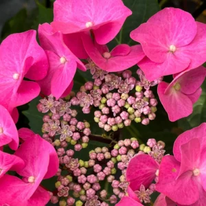 Hortenzia Kalinolistá ZORRO PINK kv4
