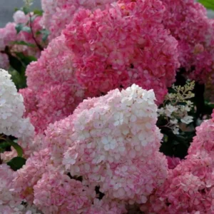 Hortenzia metlinatá SUNDAE FRAISE kv4