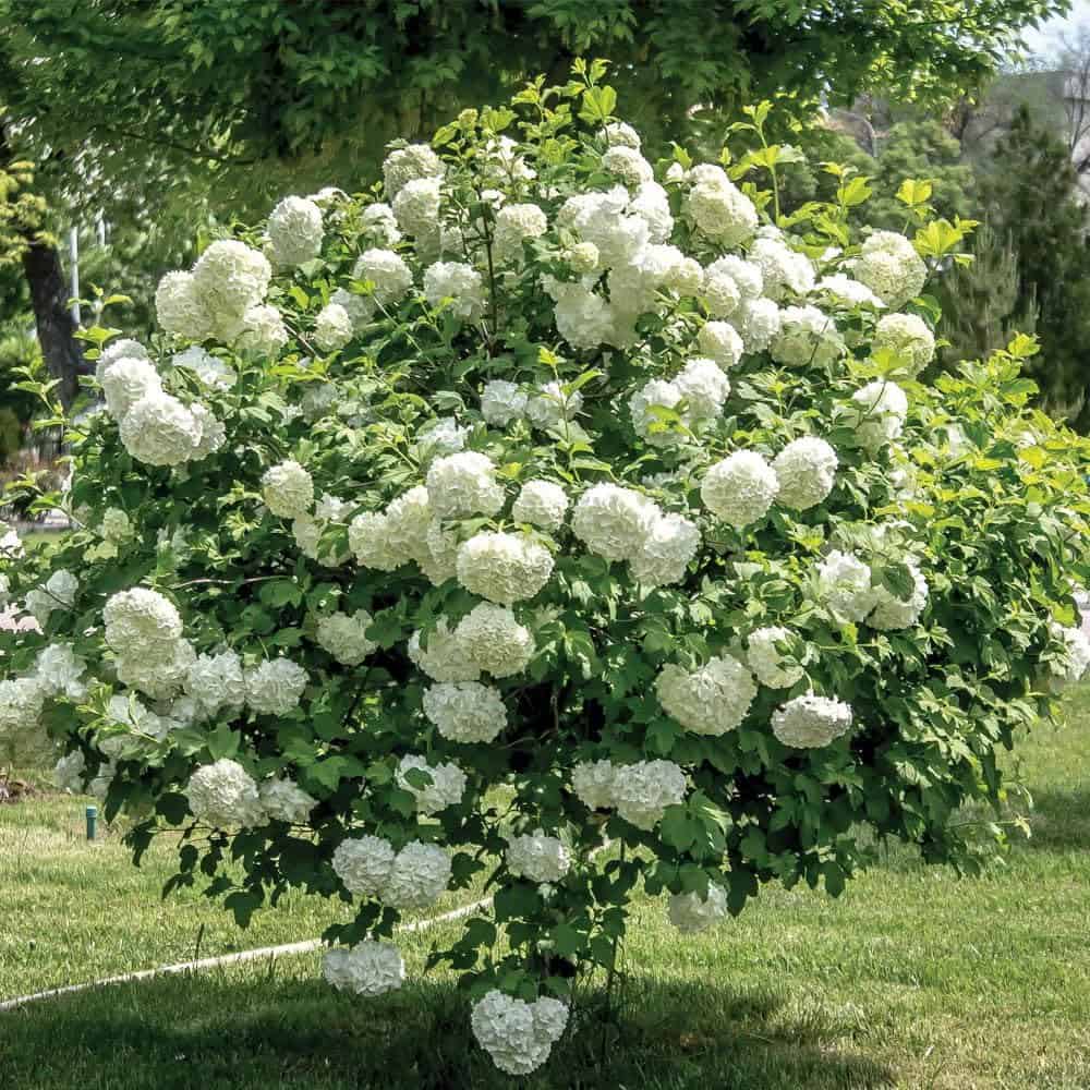 Kalina obyčajná ROSEUM kv3