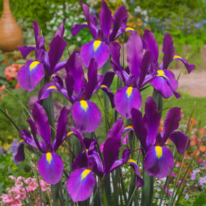 Kosatec PURPLE SENSATION kv4