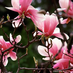Magnolia BETTY kv3