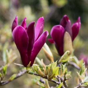 Magnolia LILIIFLORA NIGRA kv2