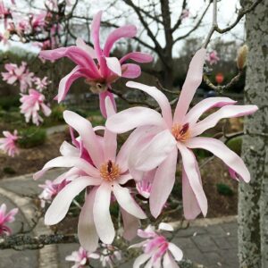 Magnolia STELLATA ROSEA kv