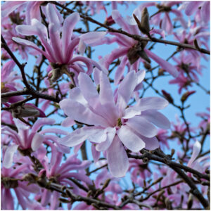 Magnolia STELLATA ROSEA kv2