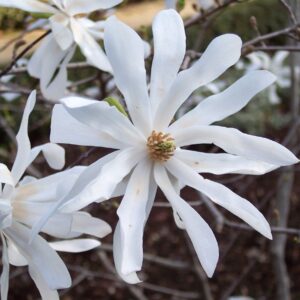 Magnolia STELLATA kv