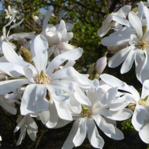 Magnolia STELLATA kv2
