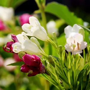 Vajgela floridská MARJORIE kv2