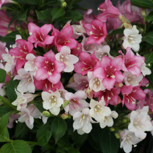 Vajgela floridská MARJORIE kv4