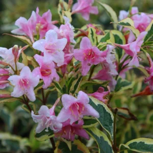 Vajgela kvetnatá NANA VARIEGATA kv