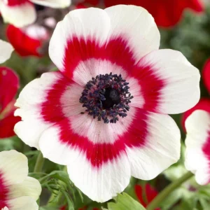 Veternica BICOLOR kv