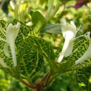 Zimolez japonský AUREORETICULATA kv4