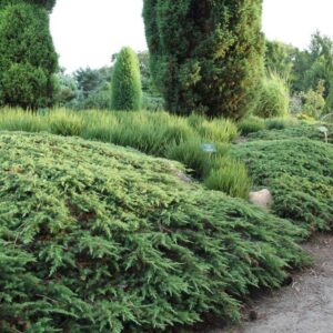 Borievka obyčajná GREEN CARPET kv3