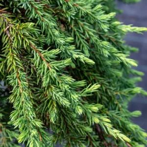 Borievka obyčajná GREENMANTLE kv3