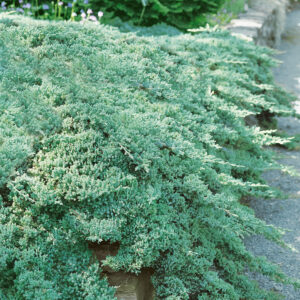 Juniperus procumbens Nana