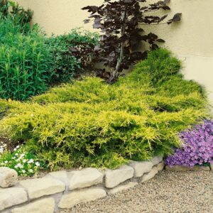 Juniperus x pfitzeriana Old Gold