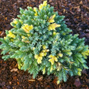 Borievka šupinatá FLOREANT kv3