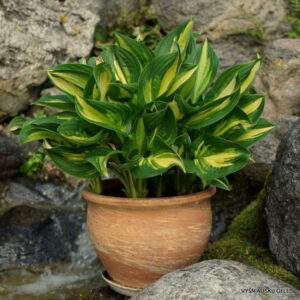 Funkia LAKESIDE LITTLE TUFT kv3