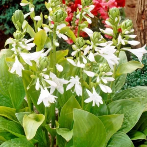 Funkia ROYAL STANDARD kv
