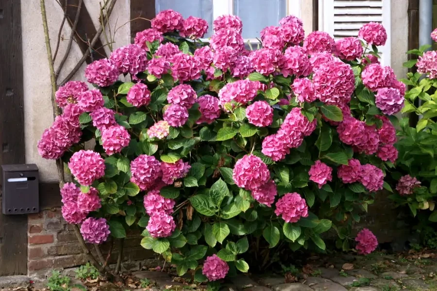 Hortenzia Kalinolistá
