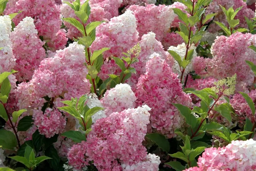 Hortenzia Metlinatá