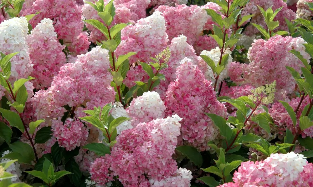 Hortenzia Metlinatá