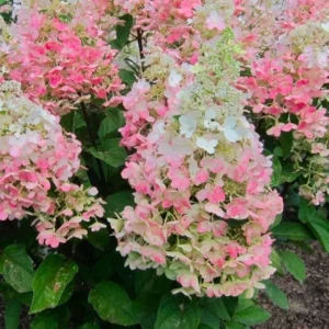 Hortenzia metlinatá CANDLELIGHT®kv