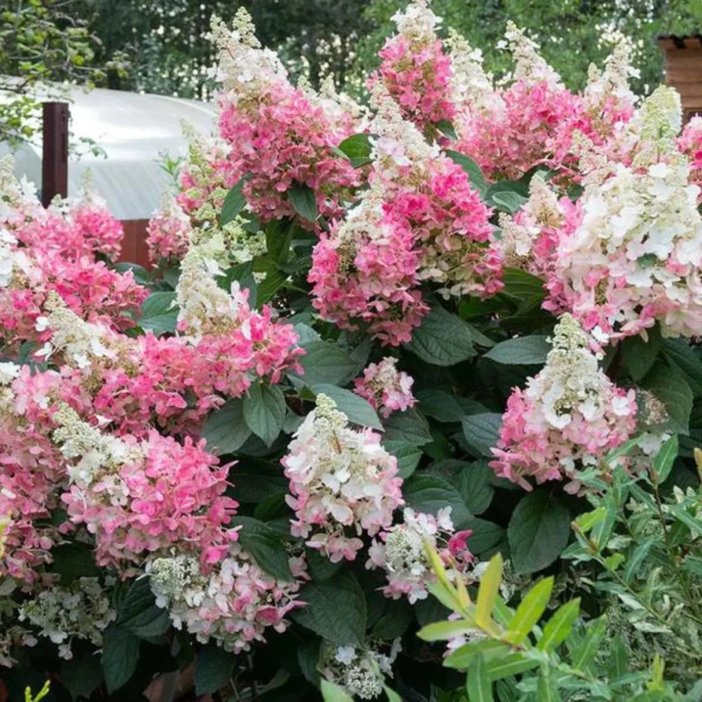 Hortenzia metlinatá CANDLELIGHT®kv3