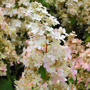 Hortenzia metlinatá CONFETTI PBR kv2