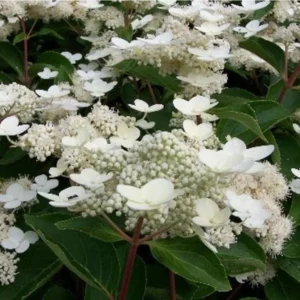 Hortenzia metlinatá DHARUMA kv2