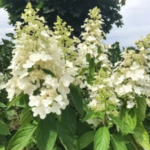Hortenzia metlinatá KYUSHU kv4