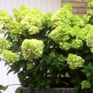 Hortenzia metlinatá MOJITO kv2
