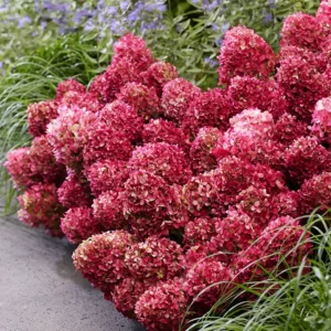 Hortenzia metlinatá PETITE® CHERRY kv4