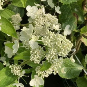 Hortenzia metlinatá PRIME WHITE® NEW kv