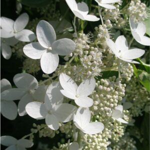 Hortenzia metlinatá PRIME WHITE® NEW kv3