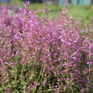 Agastache SUNNY SPARKS PINK kv