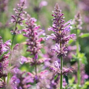 Agastache SUNNY SPARKS PINK kv4