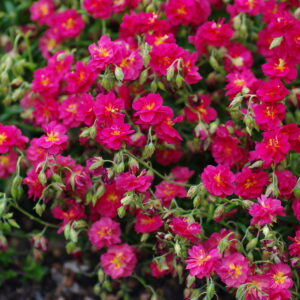 Devätorník CERISE kv